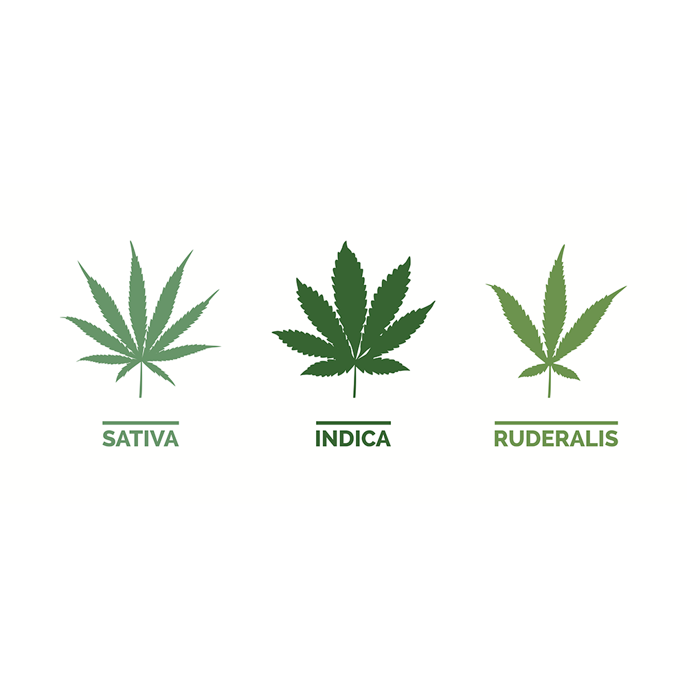 Understanding the Species of Cannabis